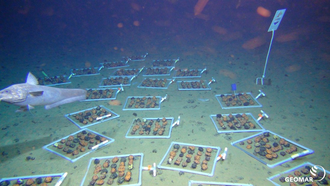 Das Foto wurde mit den Kameras des ROV KIEL 6000 während der Expedition SO268 am Meeresboden der Clarion Clipperton Zone (CCZ) erstellt. Die Expedition war Teil des Projekts JPIO MiningImpact. Es untersucht den Einfluss, den ein potenzieller Manganknollen-Abbau in der Tiefsee auf dortige Ökosysteme hätte. Das Bild zeigt "Knollen-Rahmen" für ein Wiederbesiedlungs-Experiment.ROV Team/GEOMAR (CC-BY 4.0)