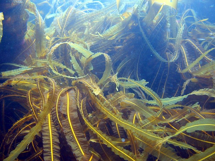 Seetang im Meer, im lichtdurchfluteten Oberflächenwasser.
