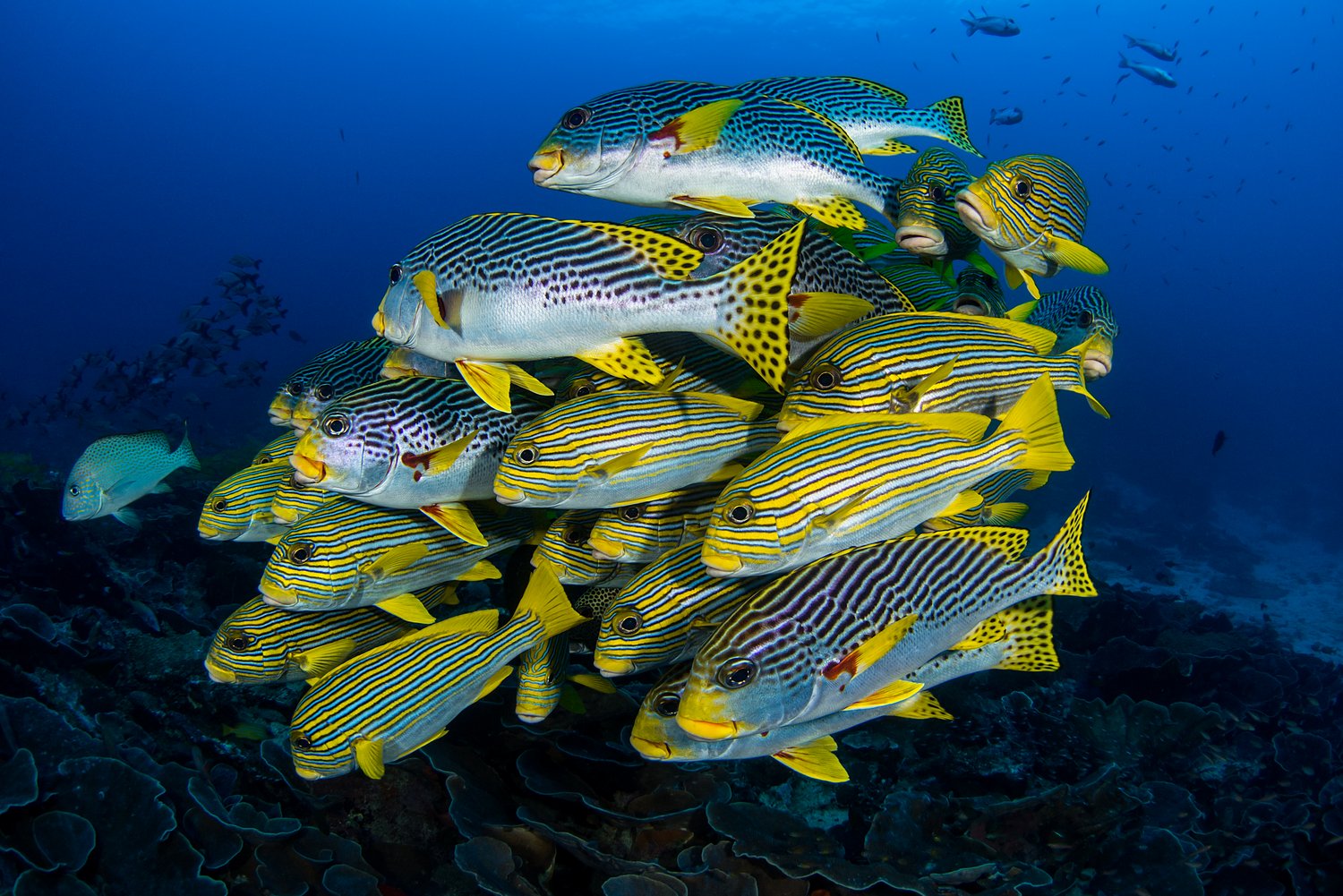 A shoal of grunts, also called sweet lips, in Raja Ampat, Indonesia