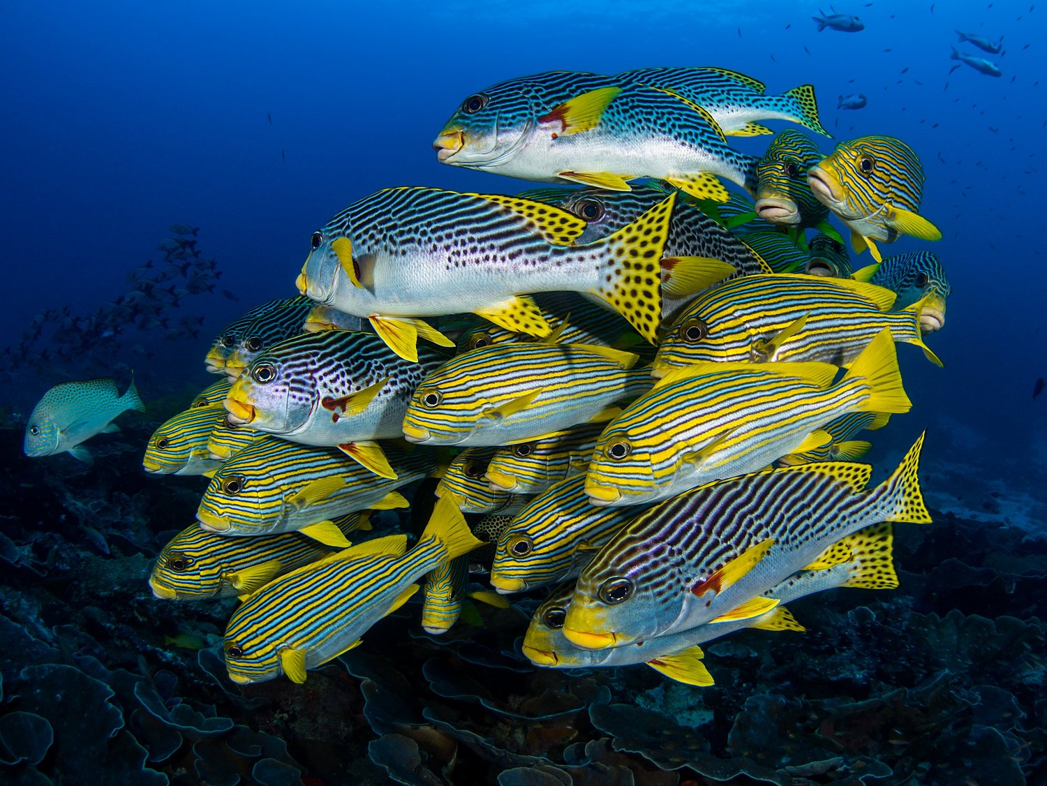 Süßlippen in Raja Ampat, Indonesien