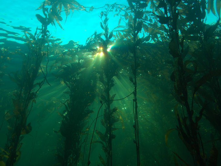 Large algae in light-flooded water. Photographed from below.